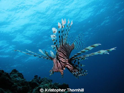 Lionfish off Bolo Point in Okinawa using a Canon S3 IS wi... by Kristopher Thornhill 